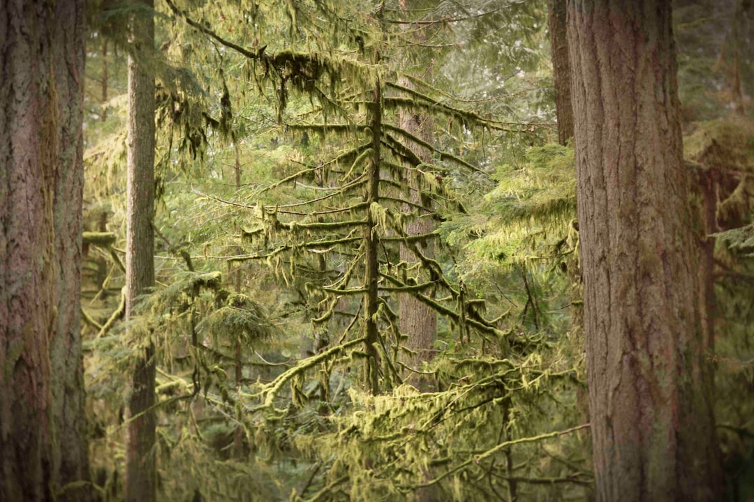 Cathedral Grove old growth cedars