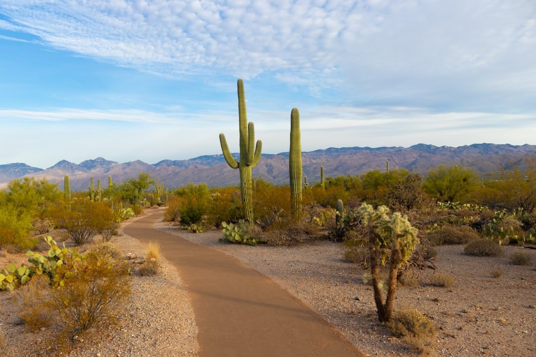 Saguaro National Park cacti silhouetted at sunset