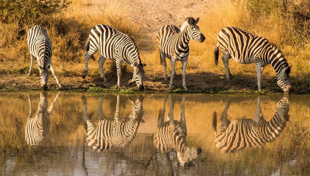 Kruger National Park elephant herd on savanna