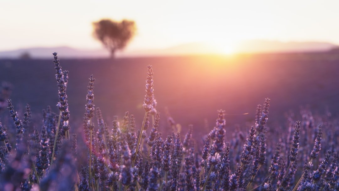 Purple island lavender rows
