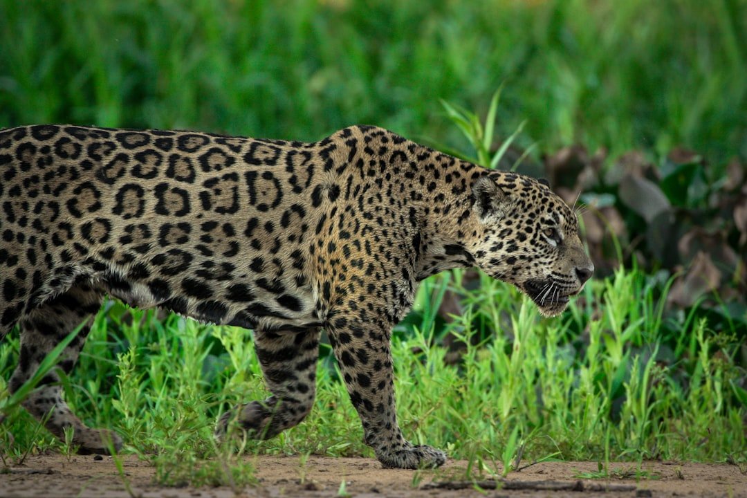 Jaguar by wetland water edge
