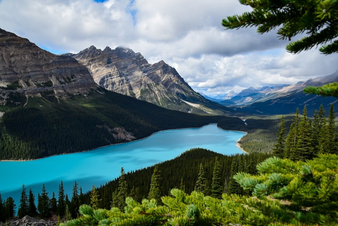 Peyto Lake bright blue wolf shaped glacial lake