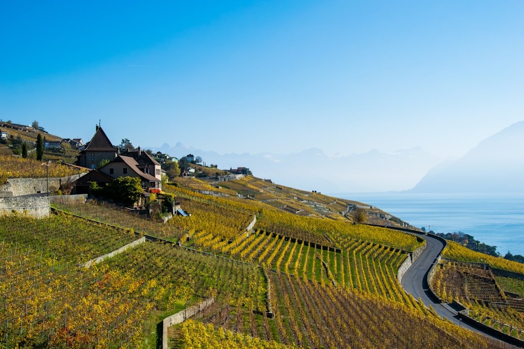 Lavaux terraced vineyards above Lake Geneva