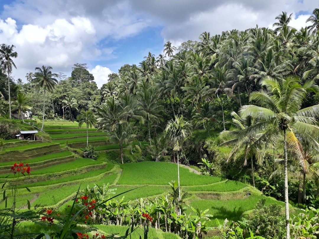 Tegallalang stepped rice terraces near Ubud