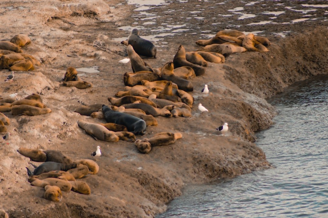 Península Valdés coast wildlife
