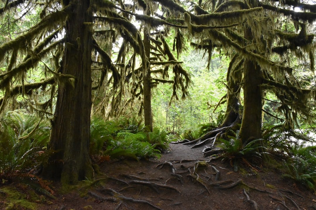 Cathedral Grove old growth trees