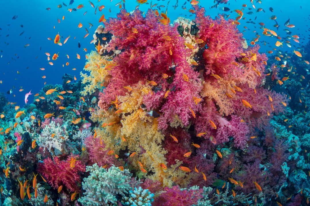 Red Sea coral reef with colorful fish