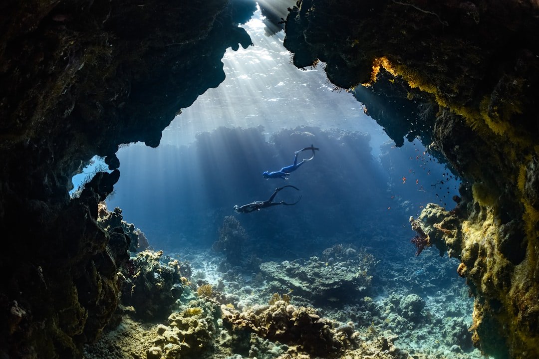 Clear sea and marine life