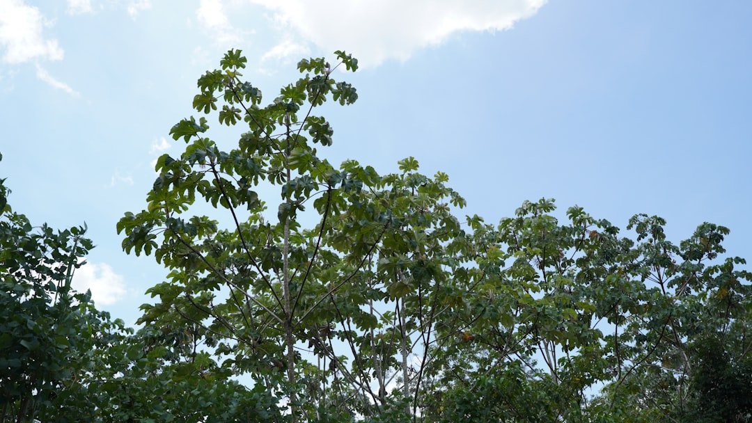 Dense tropical canopy with river channels