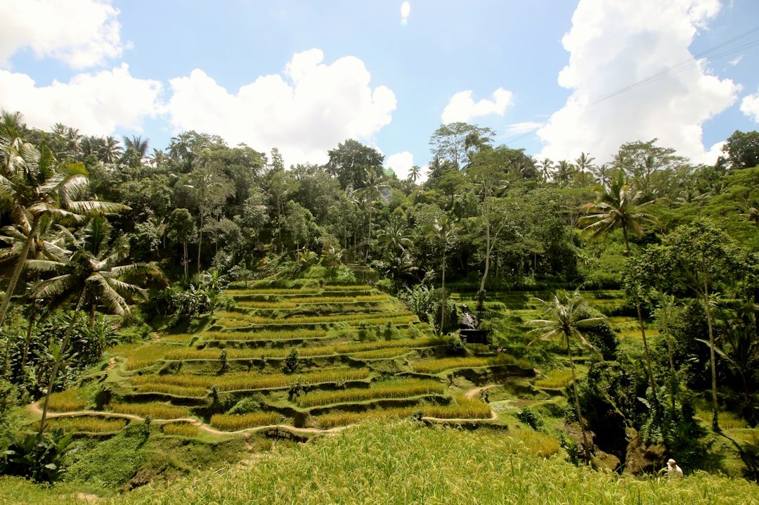 Tegalalang rice terraces with tiered paddies