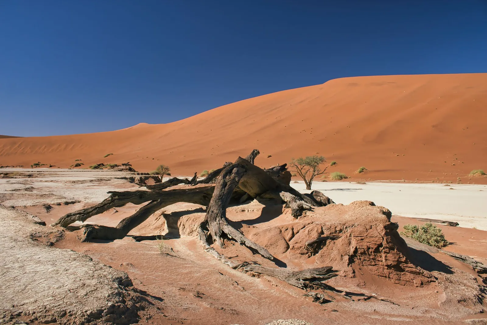 Stunning view of Sossusvlei desert with dramatic red dunes and dead tree in Namibia.