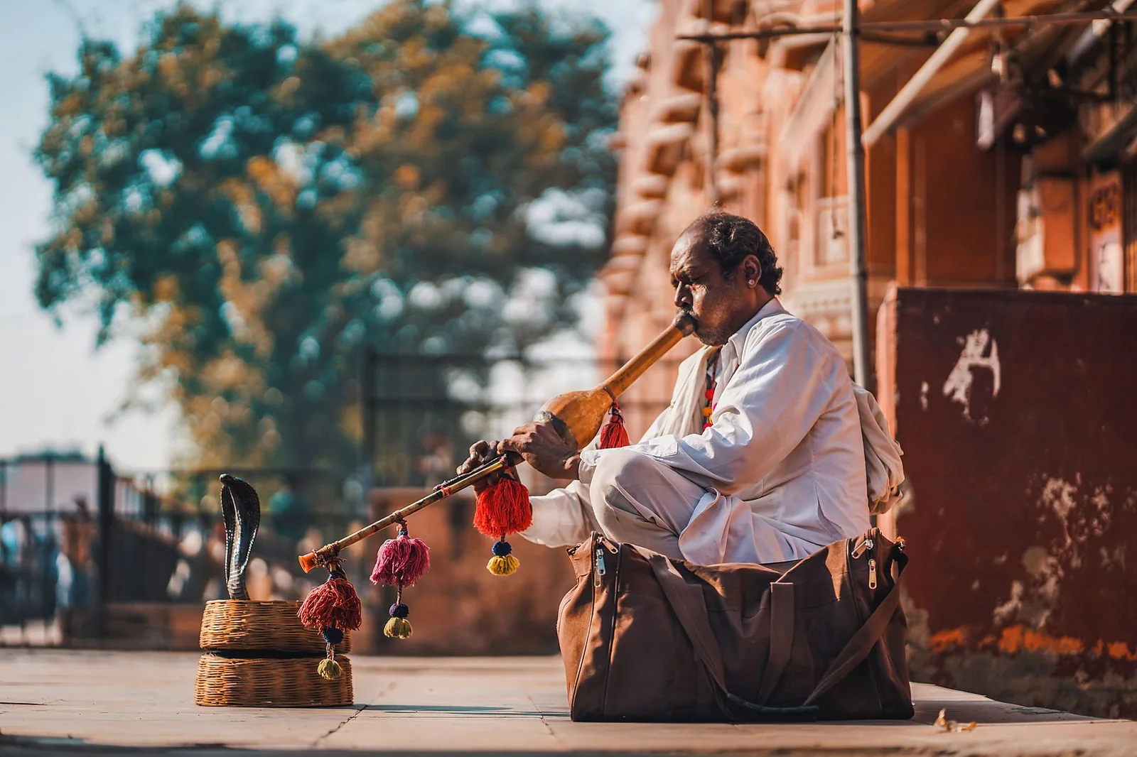 A snake charmer performing with a cobra on the streets of Jaipur, showcasing Indian culture and tradition.